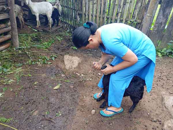 Tending a goat beside a livestock shelter