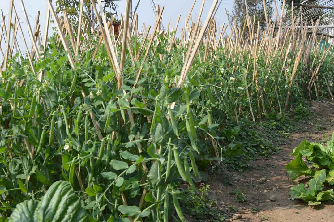 Staked bean plants in a hillside garden